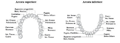 Mappa dente-organi